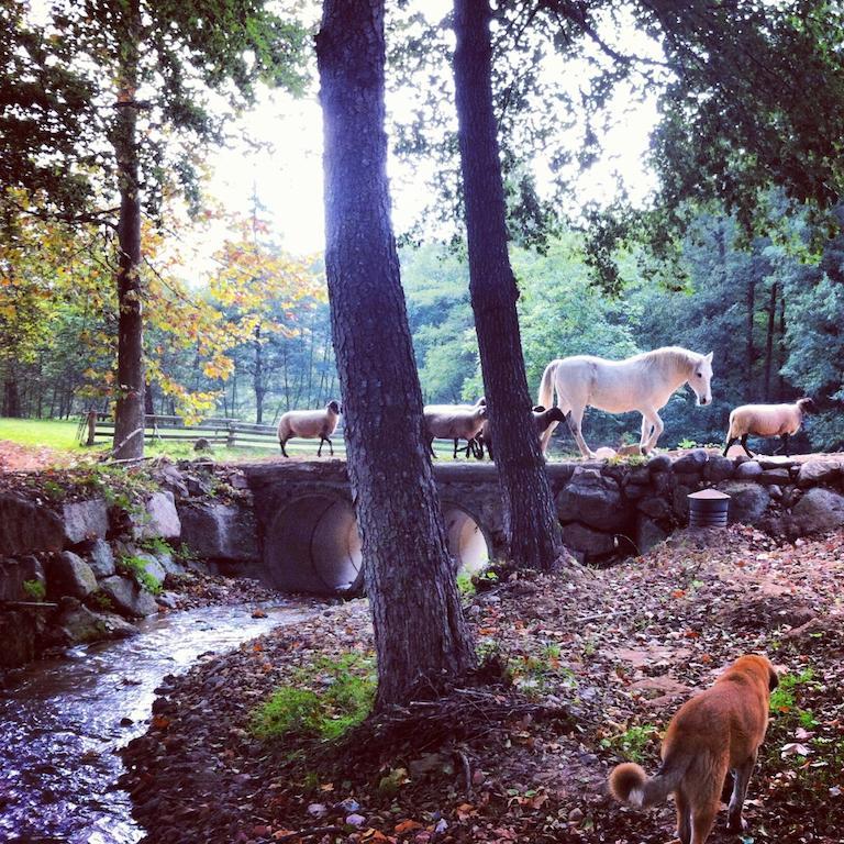 Masia El Moli De Can Aulet Guest House Arbucies Luaran gambar